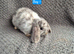 Mini Lop Bunnies