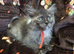 4 x Maine Coon Kittens