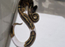 Pied Royal pythons