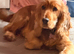 16 month old show cocker spaniel