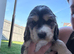 Rare Coloured Show-Type Cocker Spaniel Puppies