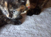 Kitten in need of new home
