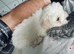 10 week old Bicshon Frise boy