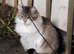 Male kitten available now