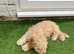 14 week old apricot cockerpoo puppy