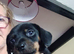 Dachshund X Puppies
