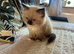 Beautiful Ragdoll Kittens Ready Soon