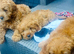 Last 3 beautifulCAVAPOOS GIRLS ONLY