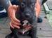 Lurcher puppy for sale