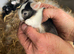 10 mini lop babys