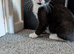 Mixed breed female cat needs new home.