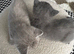 British Shorthair Kittens
