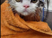 The Pampered Panther Feline Grooming Studio