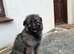 German Shepherd Girl Pup
