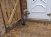 Bedlington whippet dog