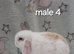 Beautiful purebred mini lops