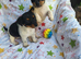 Jack Russells