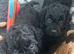 Perfect Teddy bears
