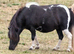 Beautiful mini shetland mare