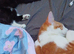 Two kittens