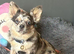 Chihuahua x Frenchie