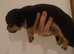 Beautiful jack Russell puppies