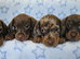 Gorgeous true mini BOYS
