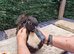Beautiful female ducks for sale