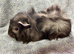 Female guinea pigs