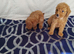 Beautiful cavapoo puppies
