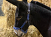 Bob the super lovely kind natured donkey gelding