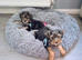 Yorkshire Terrier Pups for Sale in Kettering