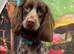 2 year old cocker spaniel