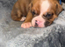 Puppies for sale