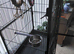 Young kakariki with cage.