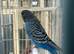 Black face, bfbw, bwbf budgies for sale