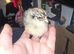 Campine chicks gold & silver 1 week old