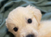 KC golden retriever puppies
