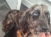 Dachshund puppies