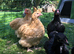 Bantam Orpington cockerels