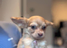 Dachsund x chihuahua boy