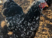 Large fowl mottled Brahma hatching eggs