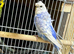 Budgies pair