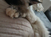 Ragdoll and ragamuffin girls