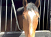 16.2/3hh bay gelding