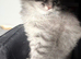 Ragdoll Cross