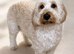 F1B Toy Cockapoo puppies 2girl 1boy left