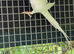 Breeding Pair Ringnecks