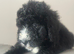 F1 STANDARD BERNADOODLE GIRLS FULL HEALTH TESTED ,VACCINATED