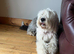 Old English Sheepdog Puppies